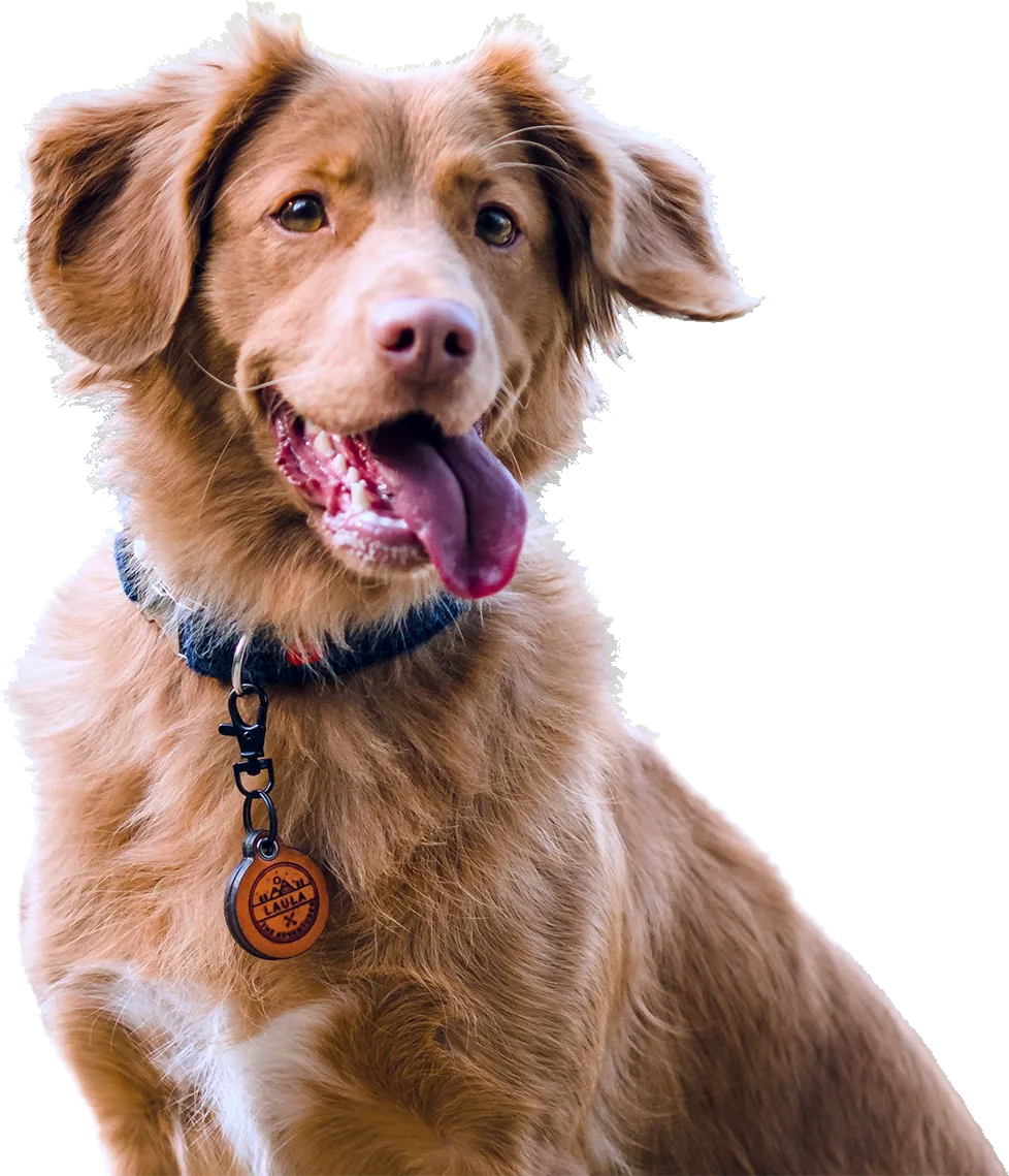 Een pas getrimde hond bij Koda Trimsalon