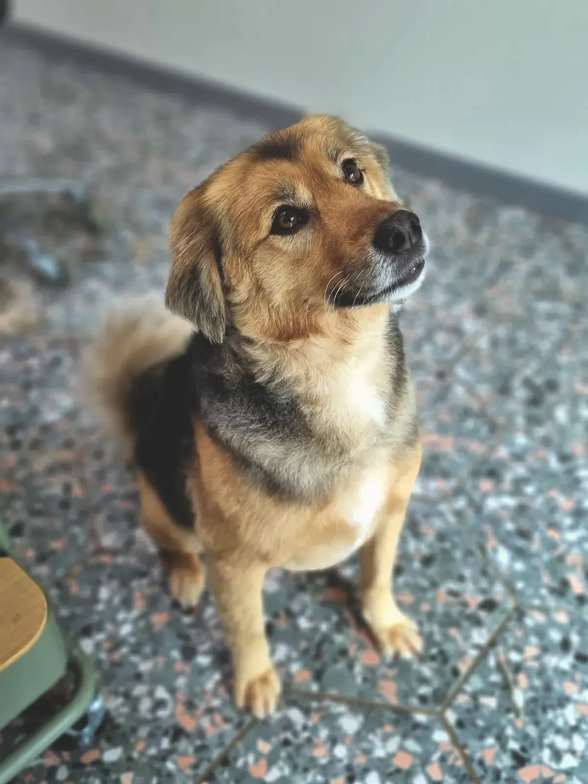 Nala, gewassen en uitgekamd