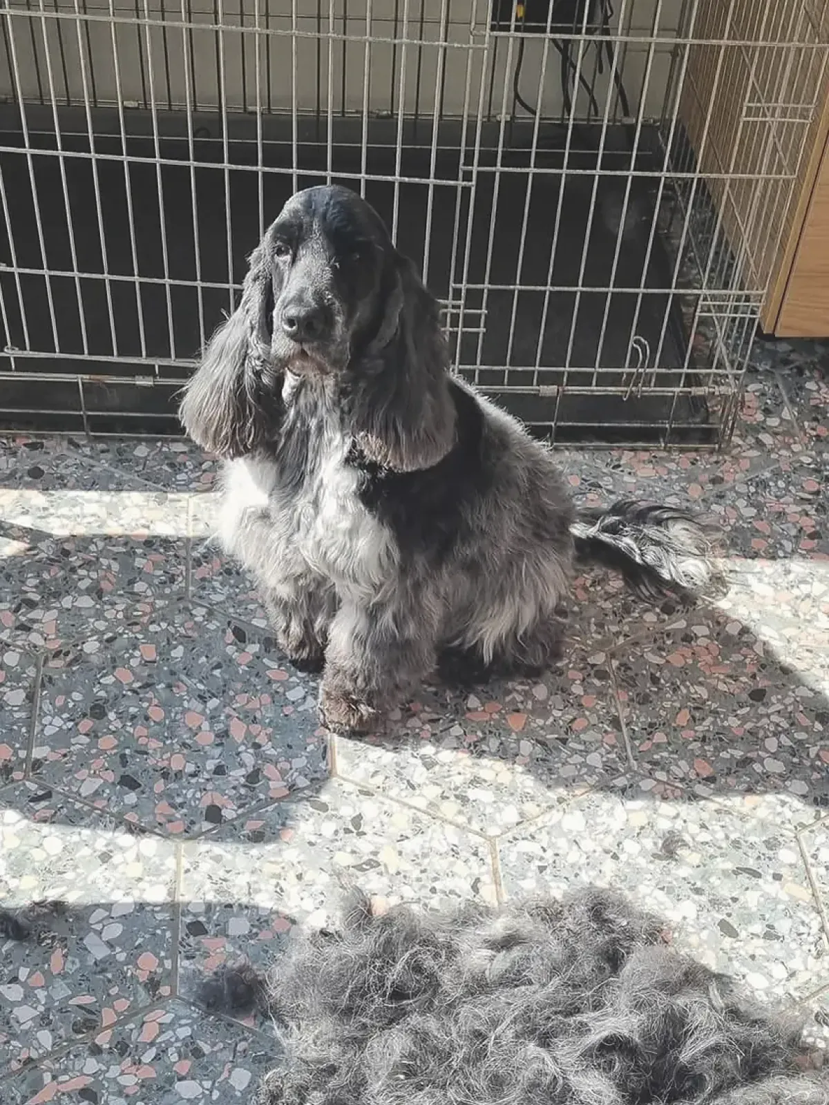 Chanel en de vacht die eraf ging